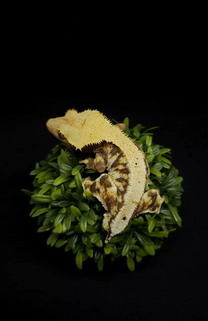 RTB Proven Male Tri Color Lily White thumbnail