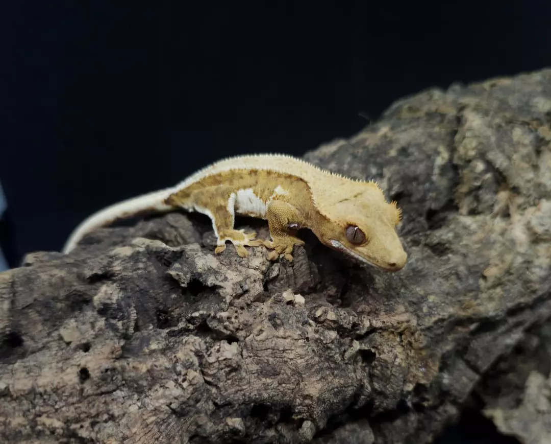 PPV Orange Lily White 12g thumbnail