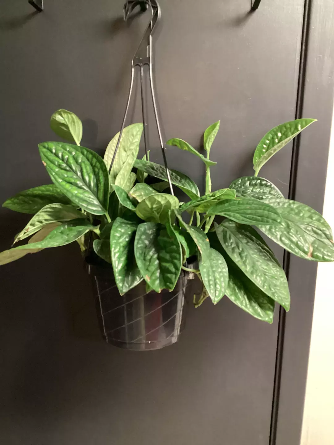Monstera peru large basket  thumbnail