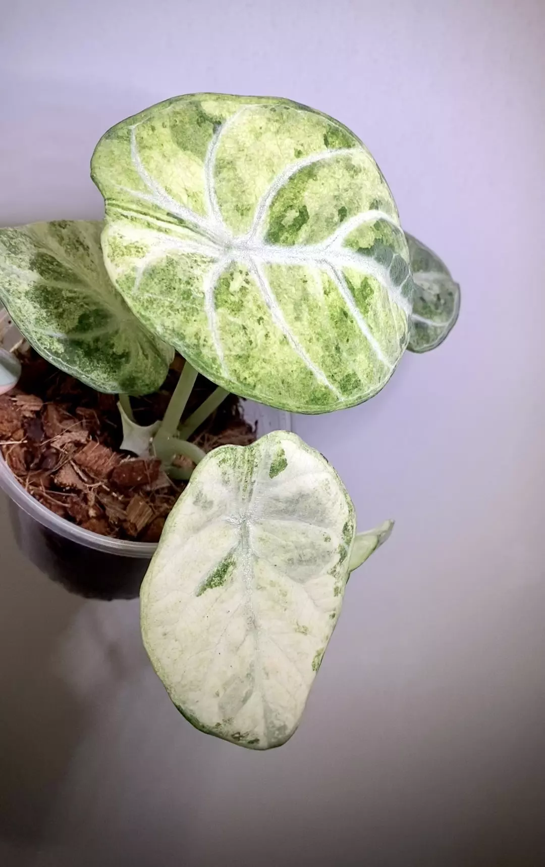 Alocasia Ninja Tricolor Splash  thumbnail