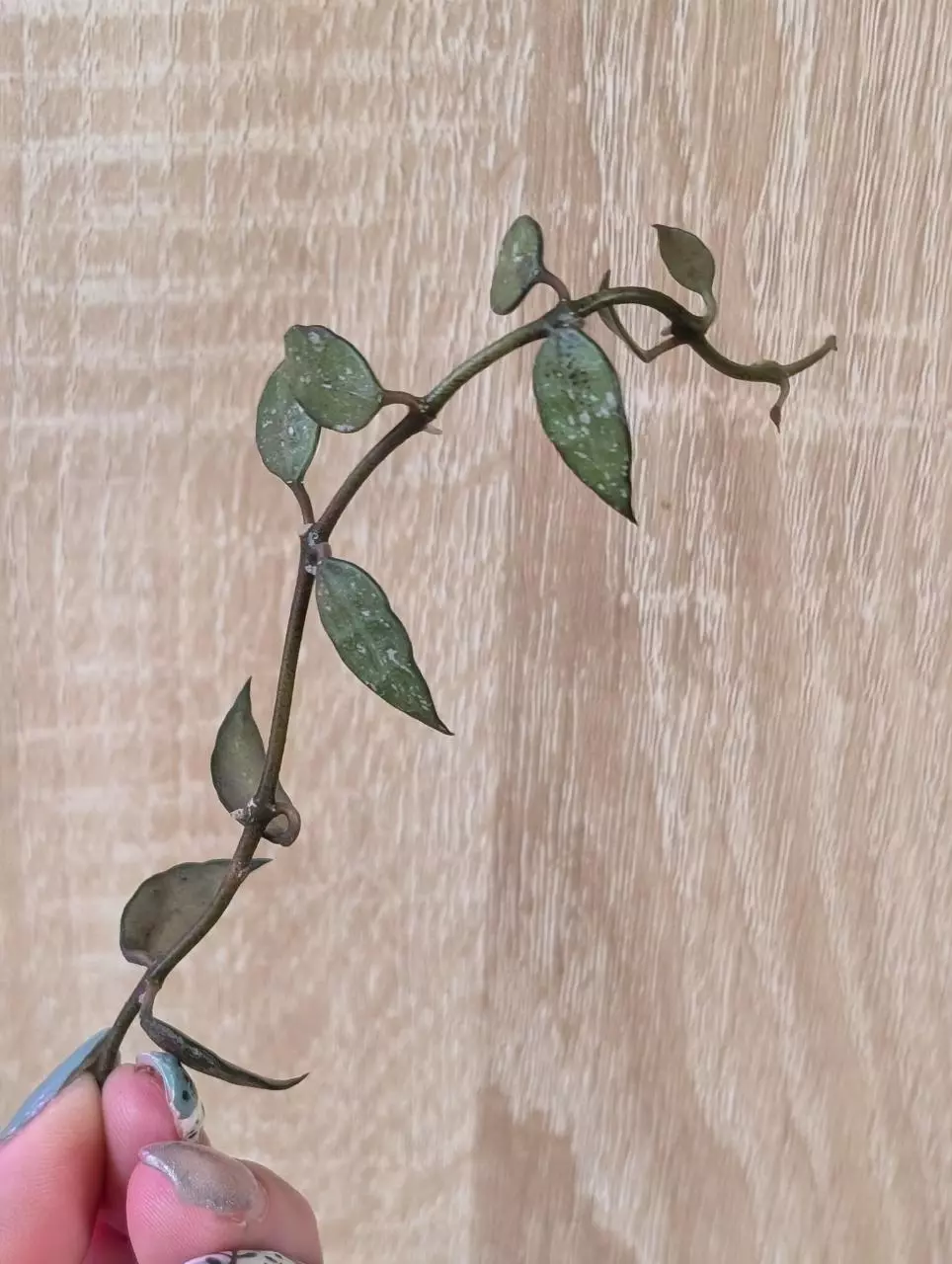 Lacunosa Perangin Durian thumbnail