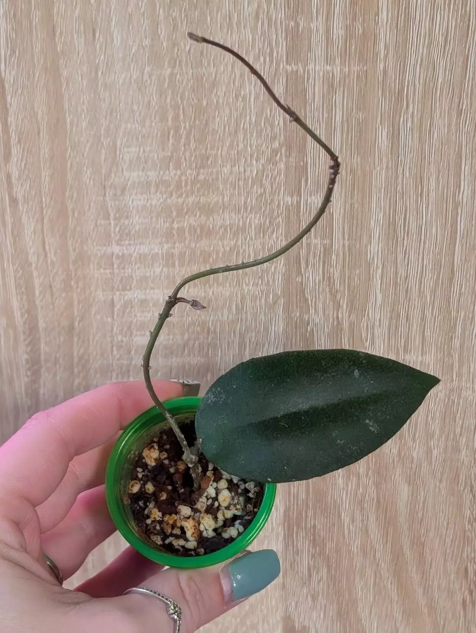  Caudata Sumatra thumbnail
