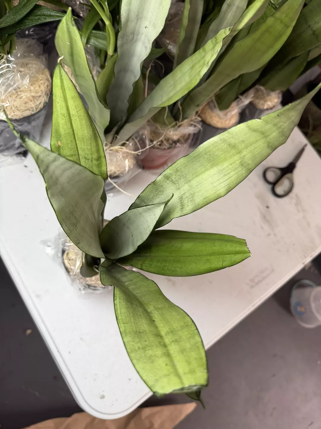 Moonshine Snake Plants  thumbnail