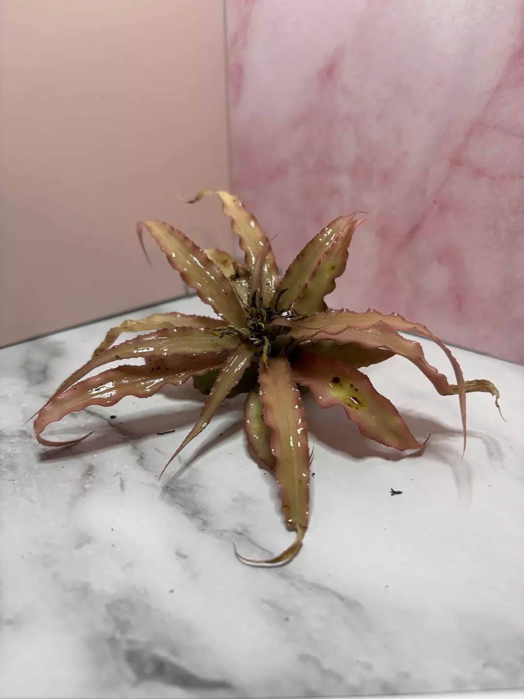 Pink Air Plant thumbnail