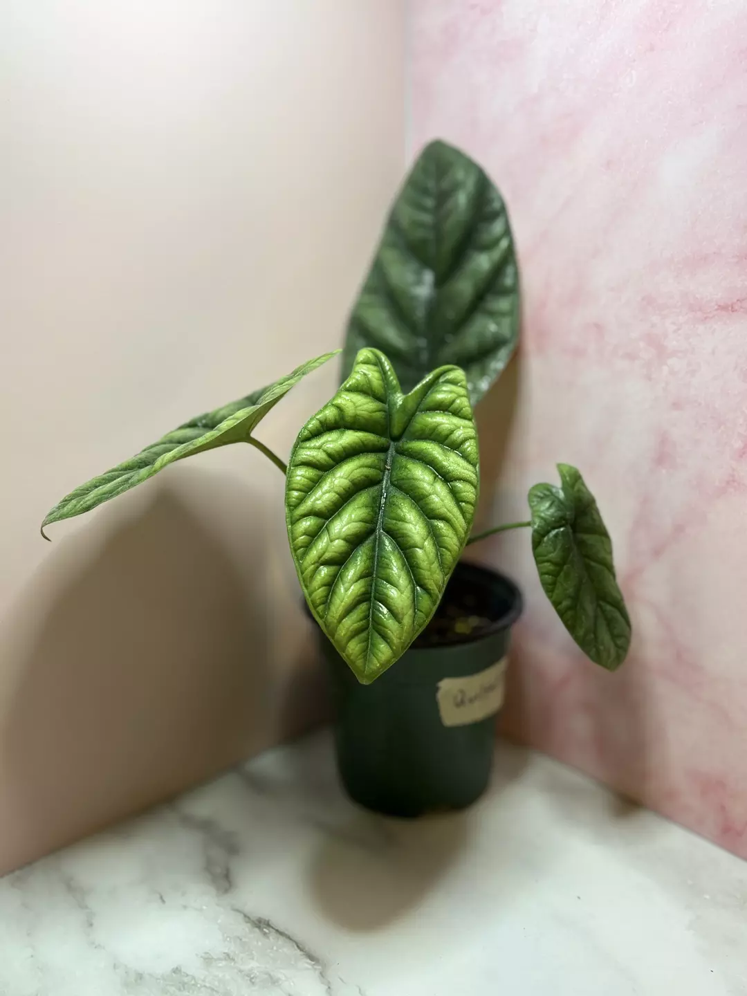 Alocasia Quilted Dreams thumbnail
