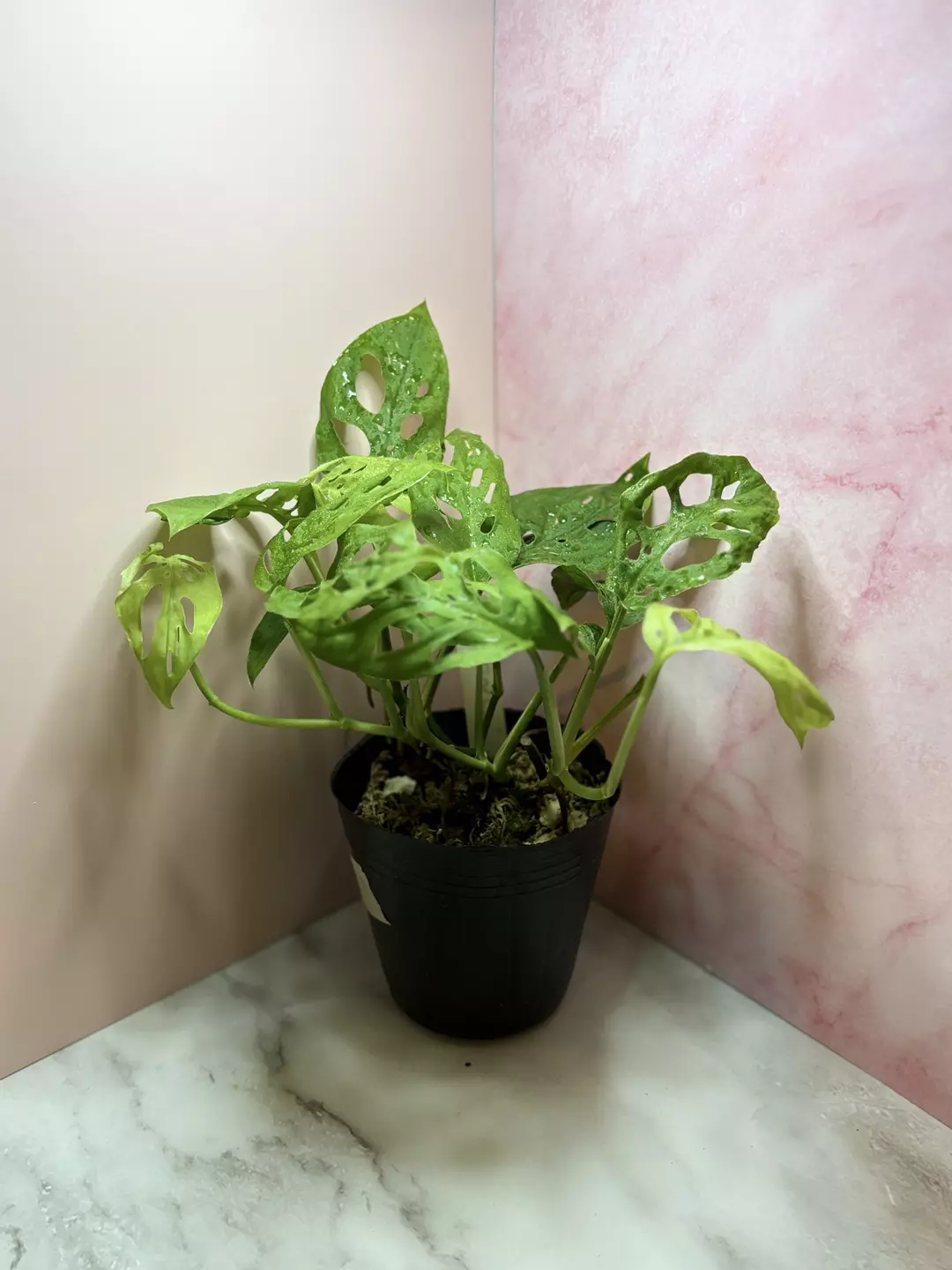 Monstera Esqueleto thumbnail