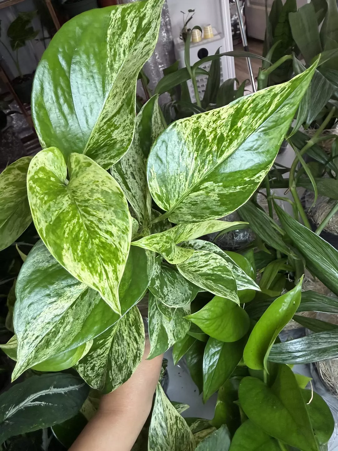 Pothos Marble Queen thumbnail