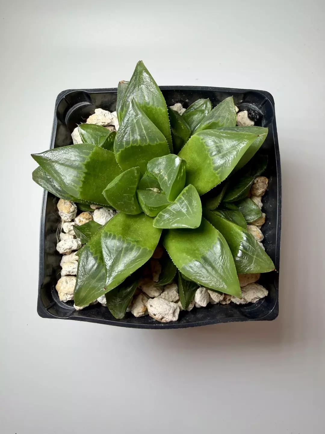 Jims Smith Haworthia thumbnail