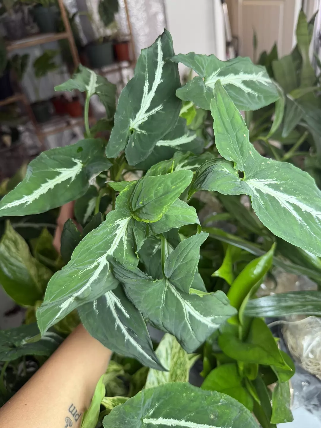 Syngonium Wendlanii thumbnail