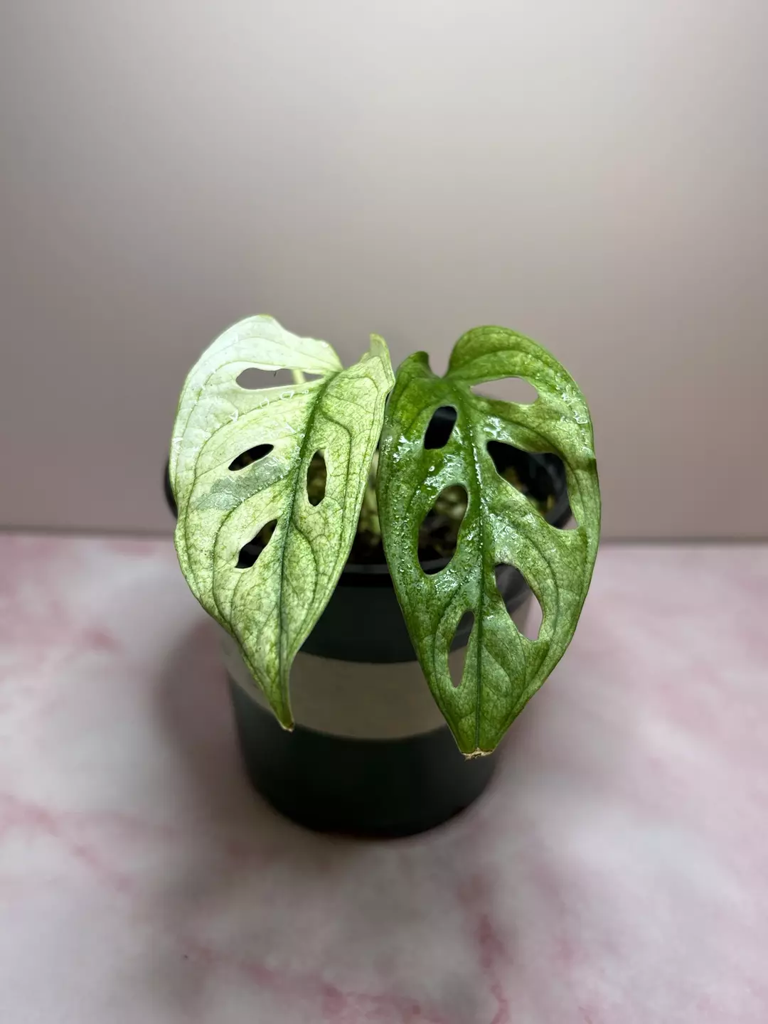 Variegated Adansonii thumbnail