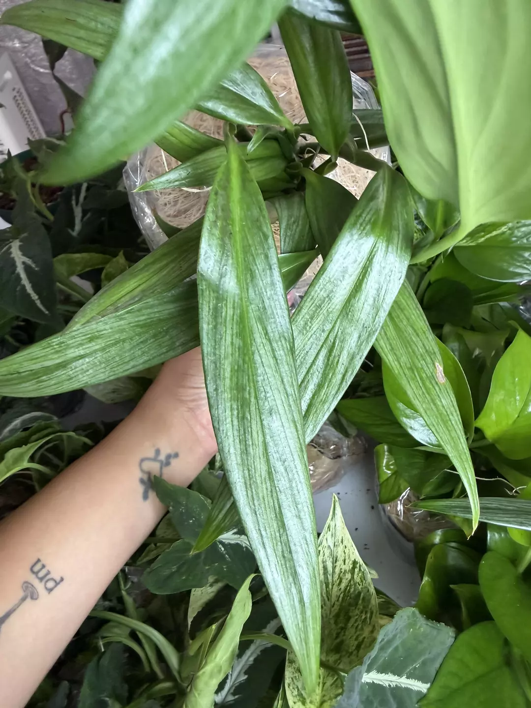 Pothos Silver Streak thumbnail