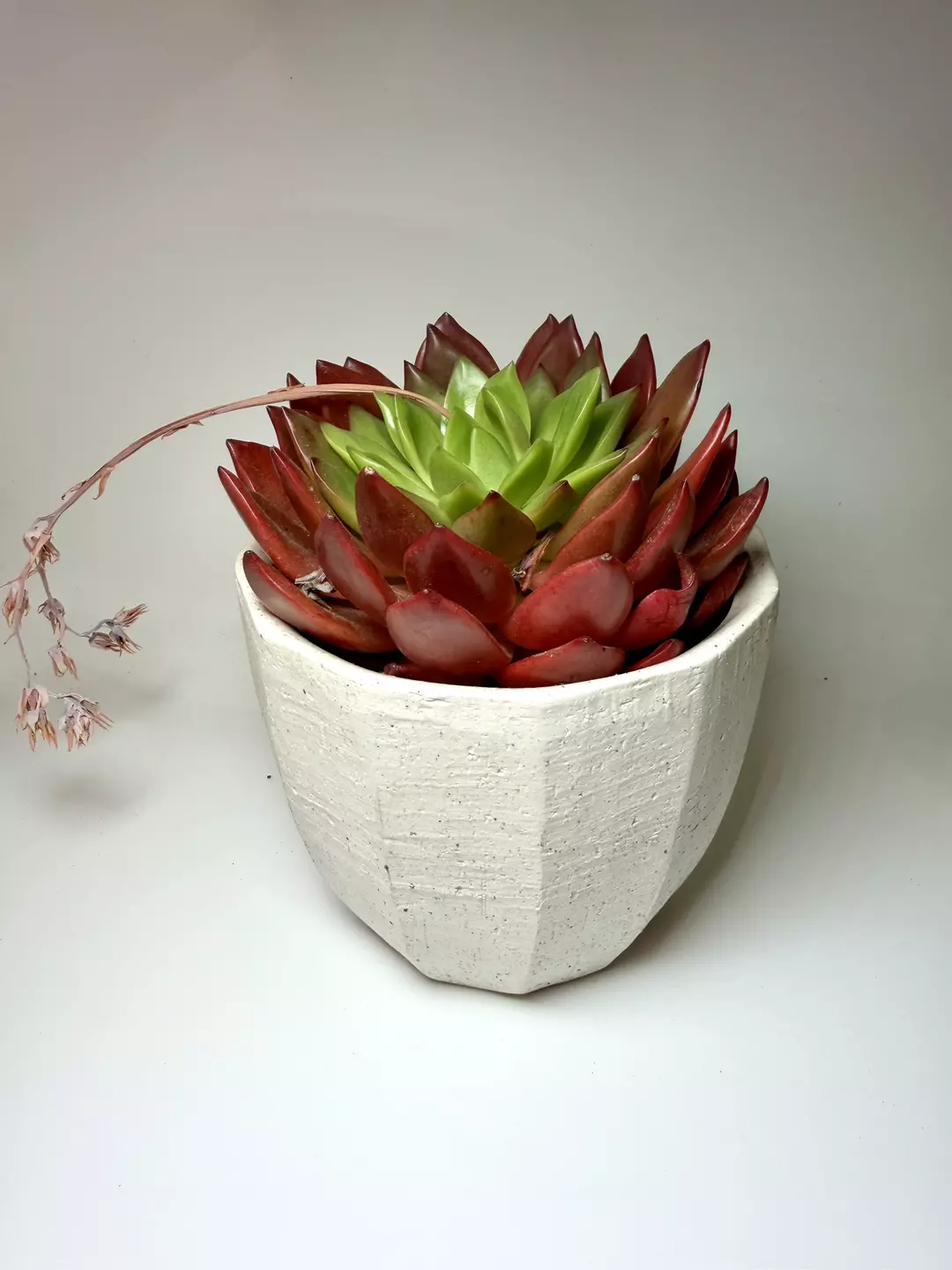 Echeveria Lantern thumbnail