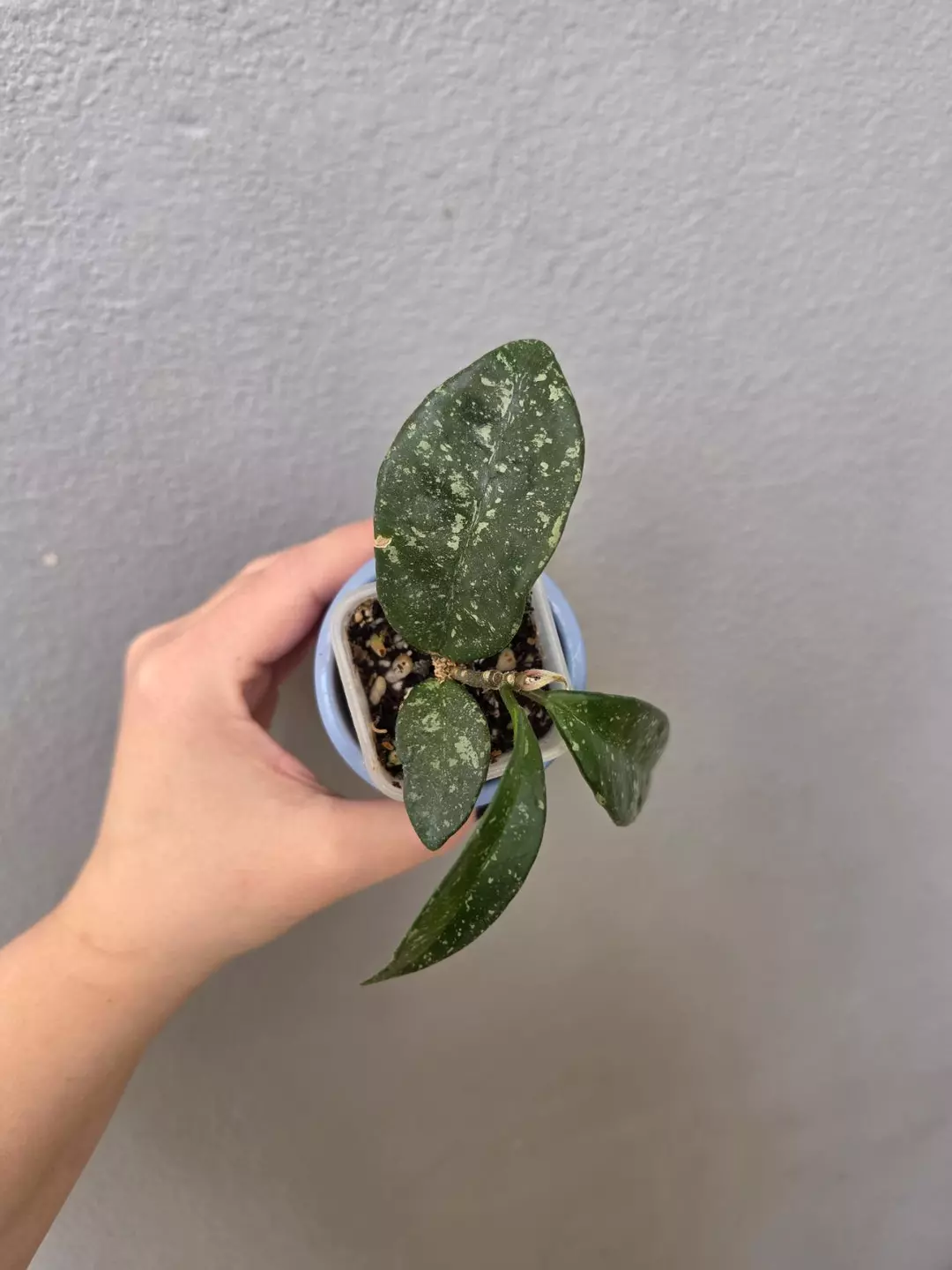 Hoya krinkle x unknown thumbnail