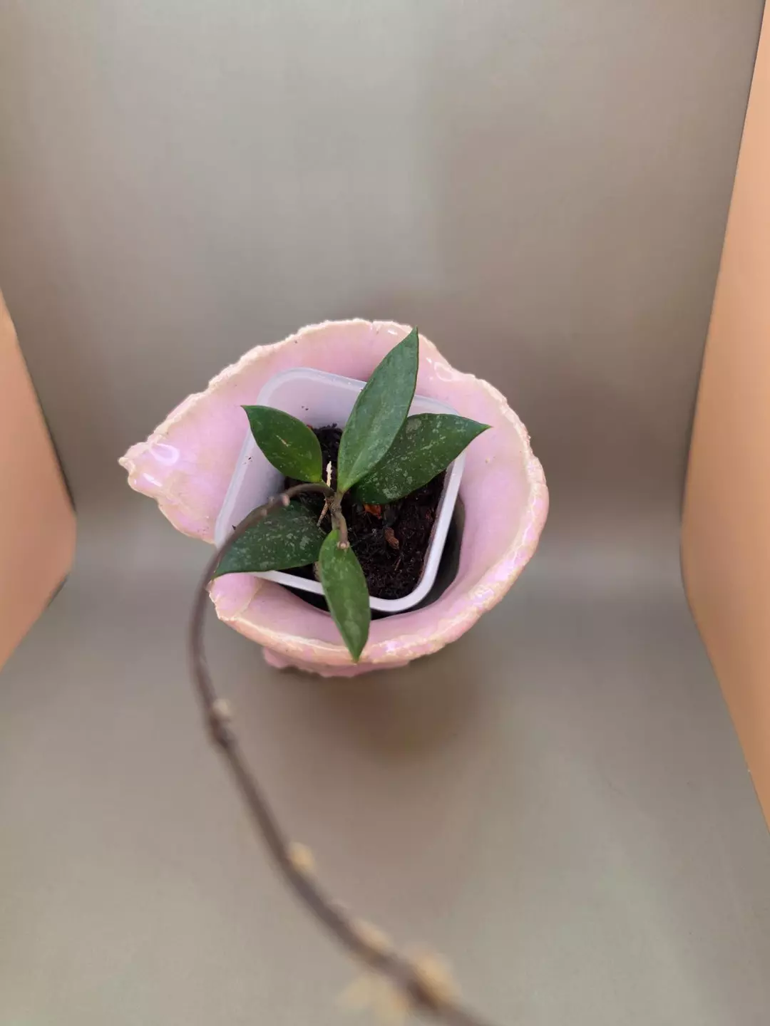 Hoya gracillis thumbnail