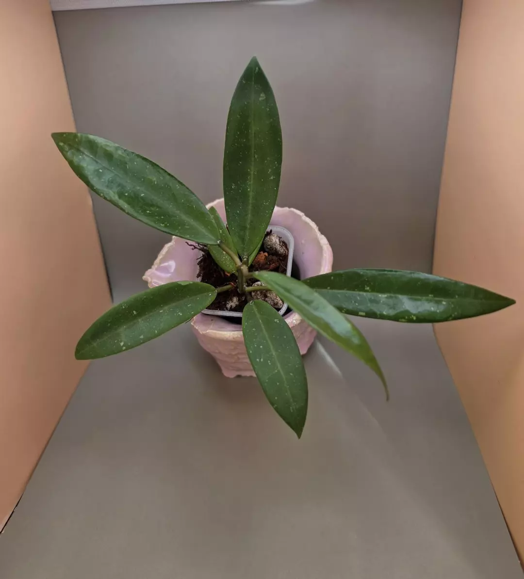 Hoya RHM25201-KF4 (H. 'Snow Leopard' OP seed) thumbnail