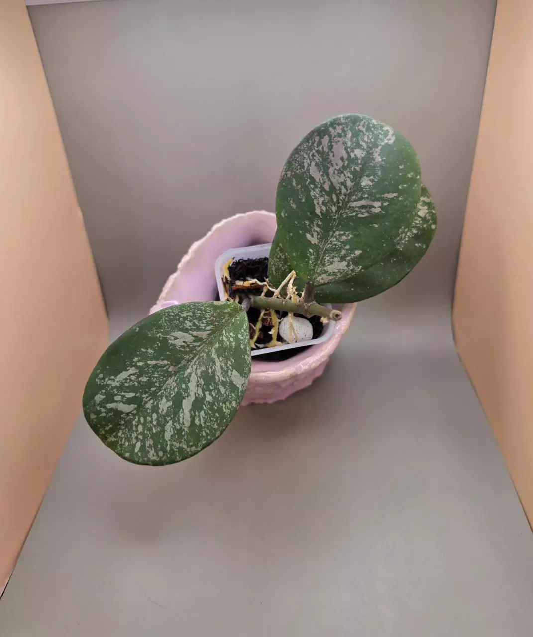 Hoya obovata (splash) thumbnail