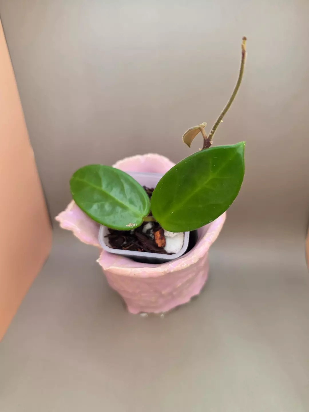 Hoya vangviengiensis thumbnail