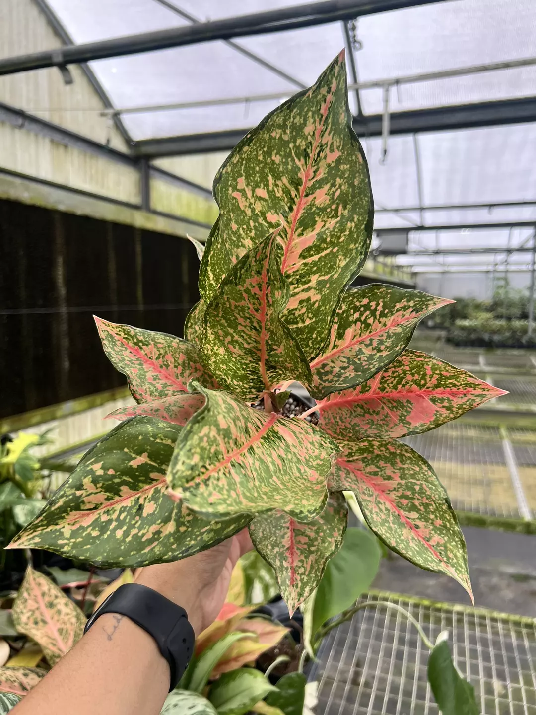 4” Aglaonema Fortune - Exact Plant🌱 thumbnail