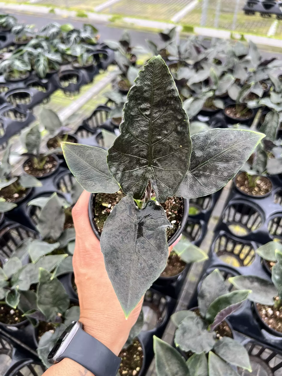 4” Alocasia Antoro Velvet - Grower’s Choice💚 thumbnail