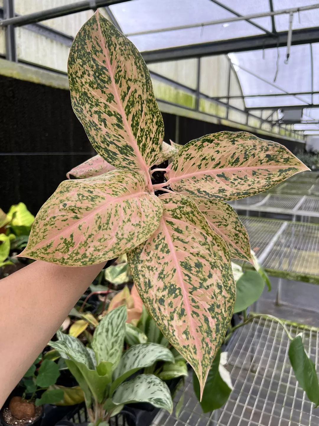 4” Aglaonema Orange Goldstar - Exact Plant🌱 thumbnail