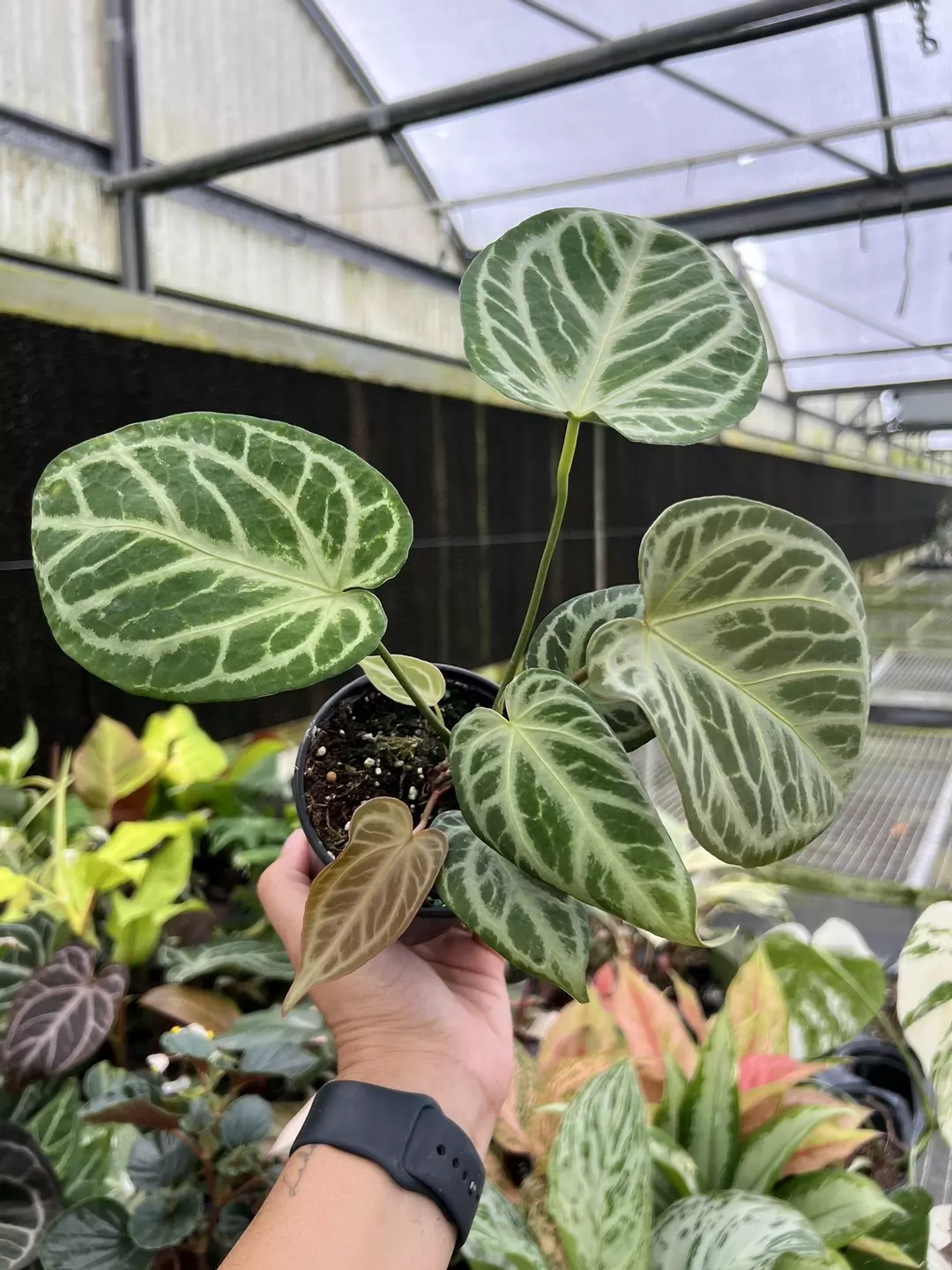4” Anthurium Silver Bush - Exact Plant🌱 thumbnail