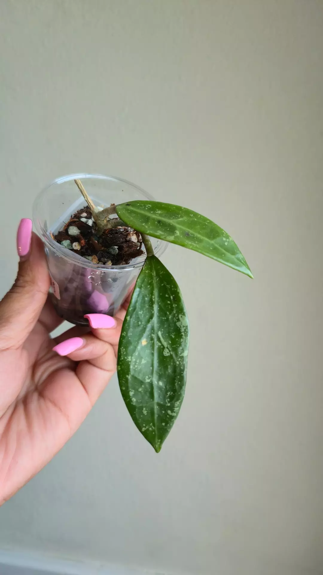Hoya Verticillata EC149 #9670 thumbnail
