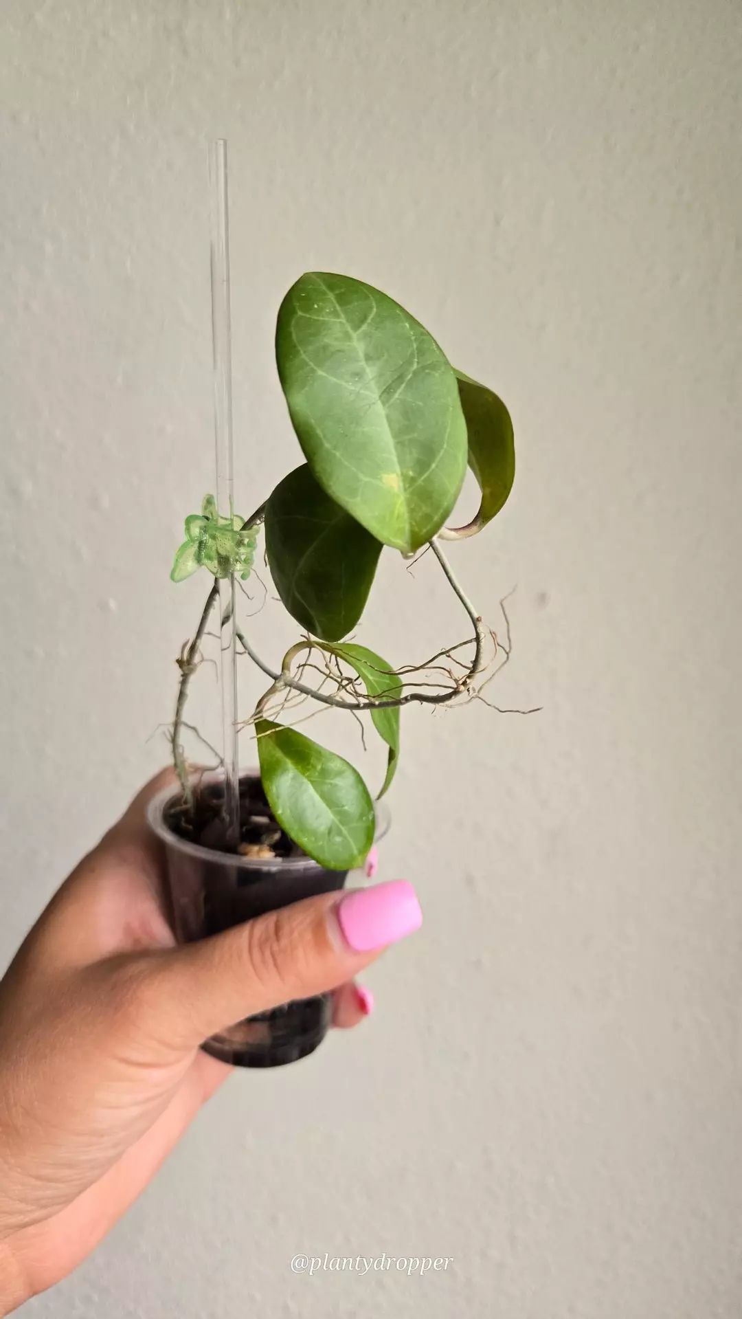 Hoya WRX32-12 (UT033 x Elliptica) #D 3432 thumbnail