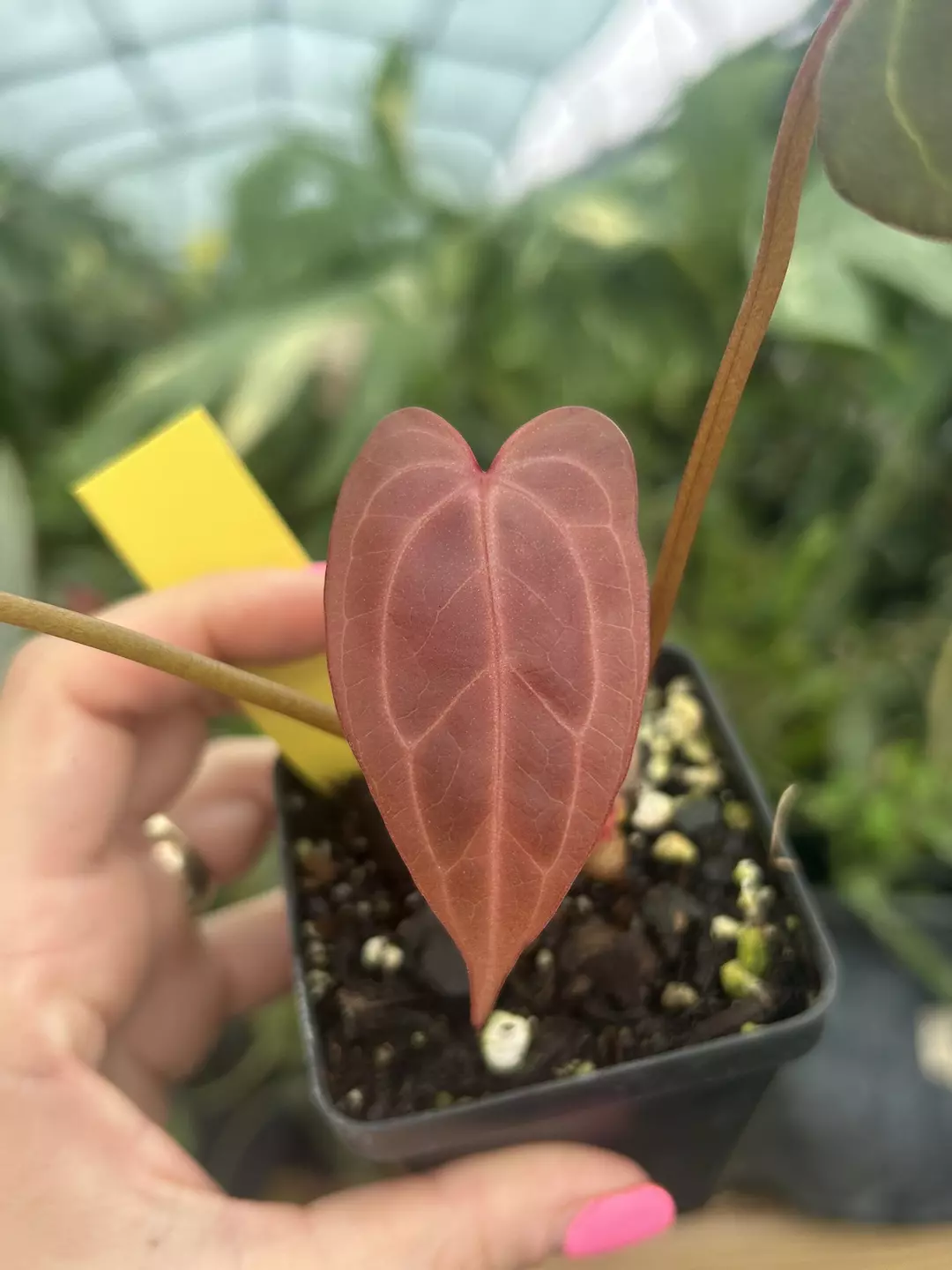 P973 ‘Rotundatum X’ x open. Russet colored emergent with a dagger like tip. Crazy curled mature leaf thumbnail