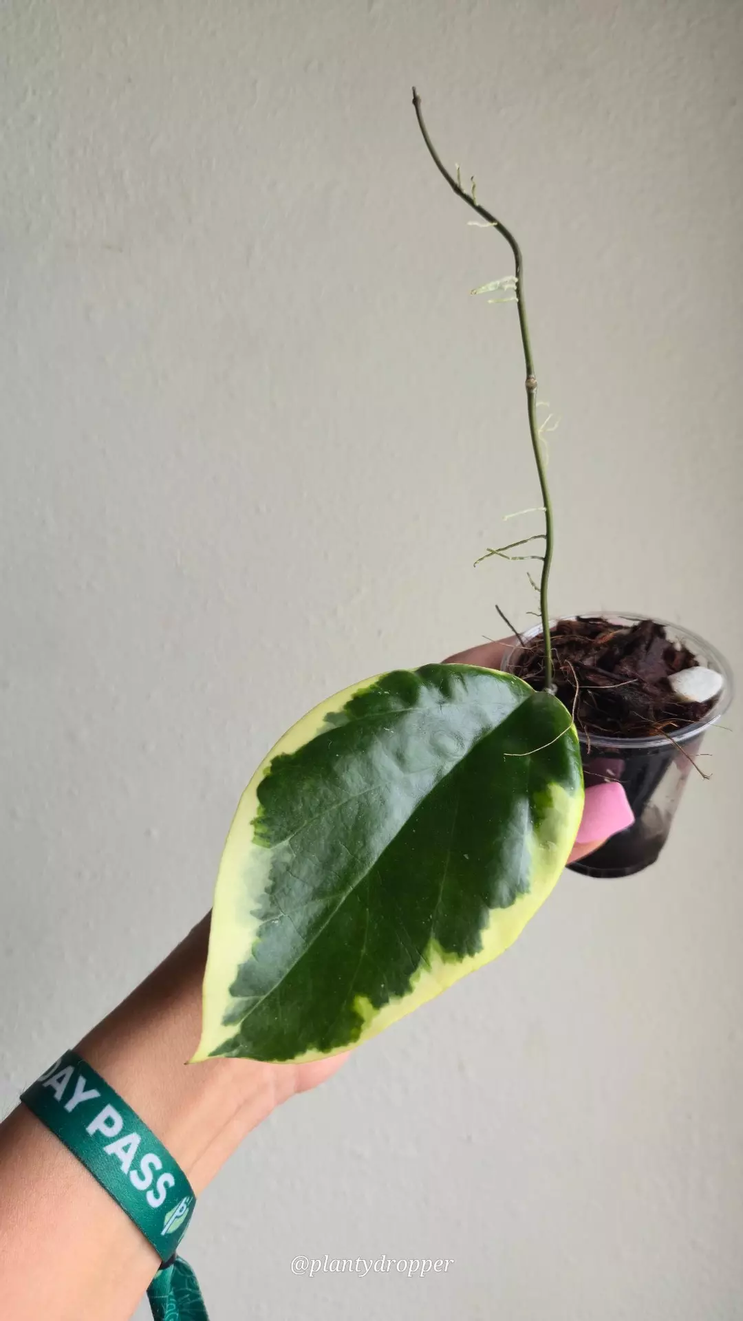 Hoya ilagiorum (albo) #D 3492 thumbnail