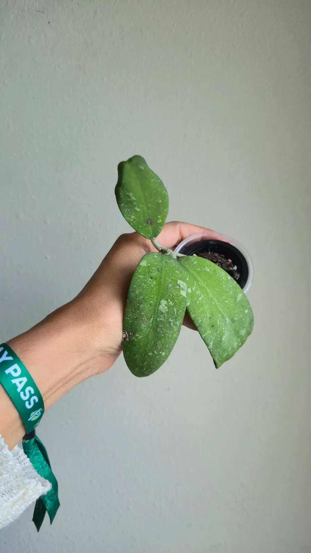 Hoya polypus #6400 thumbnail