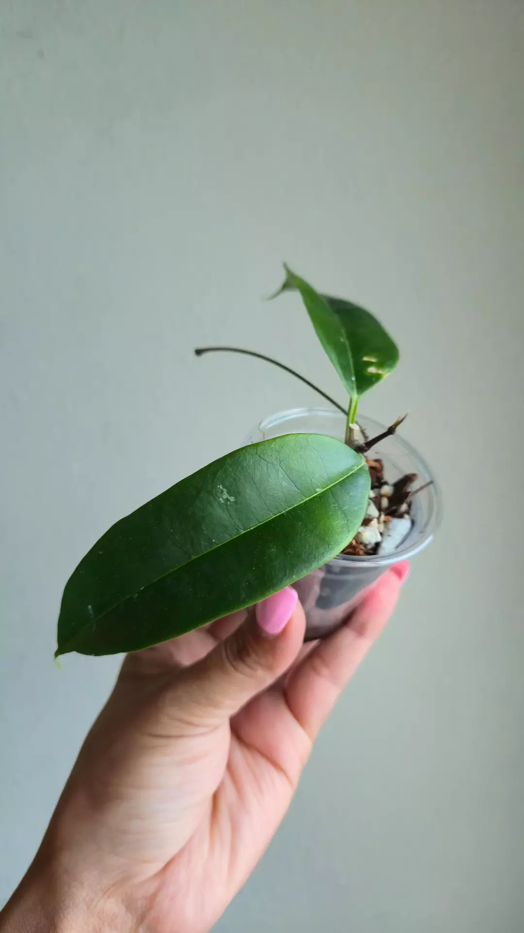 Hoya NOID (most likely H. thuathienhuensis) #9554 thumbnail