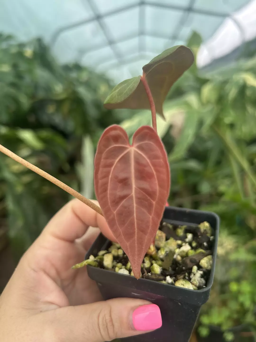 P976 Panama Red x Golden Child. Cinnamon bronze shiny emergent. Well rooted thumbnail