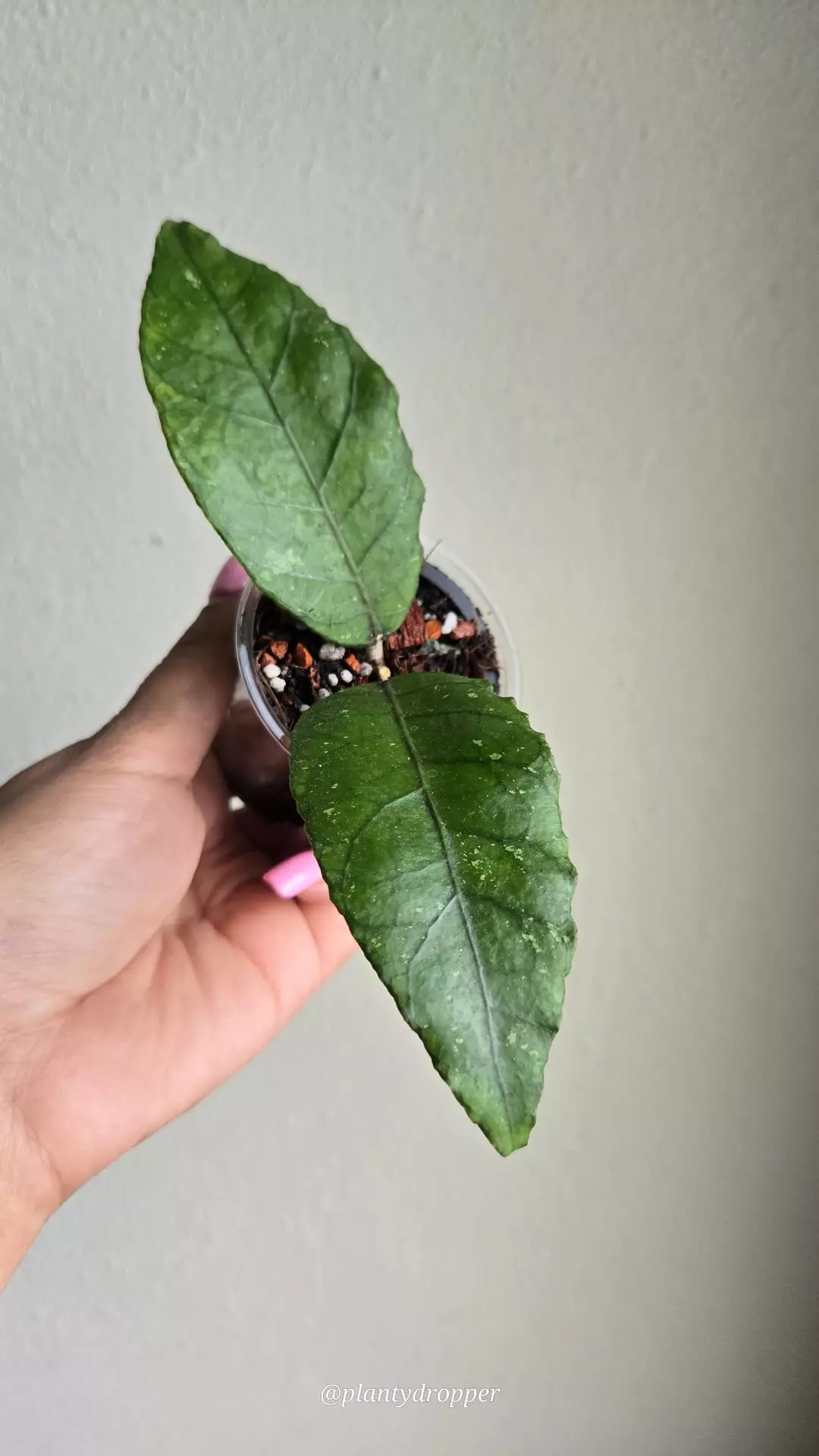 Hoya sp Aceh Bogar #D 6243 thumbnail