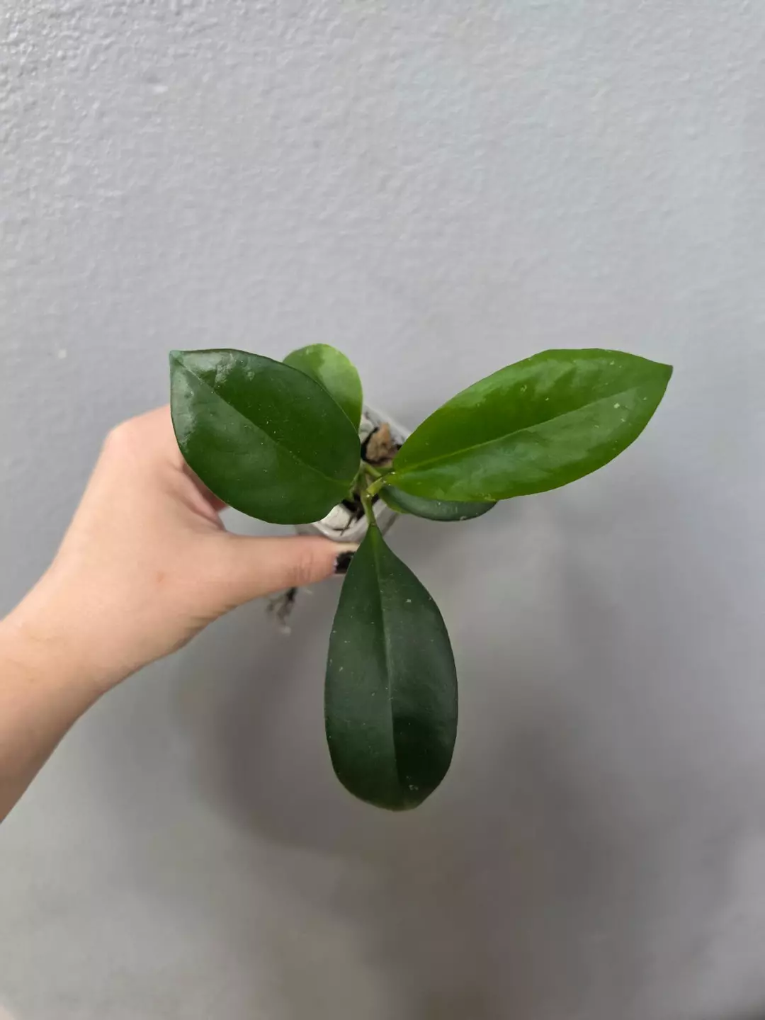 Hoya RHM25200-KF6 (H. Natta x unk) thumbnail