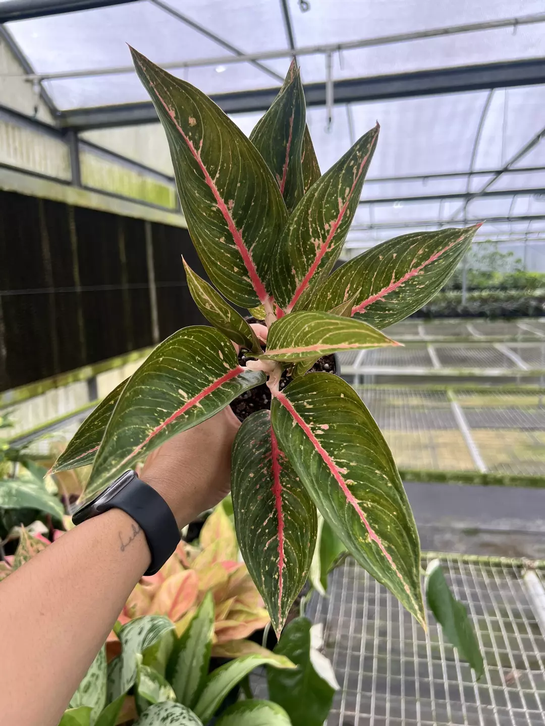 4” Aglaonema Black Legacy C - Exact Plant🌱 thumbnail