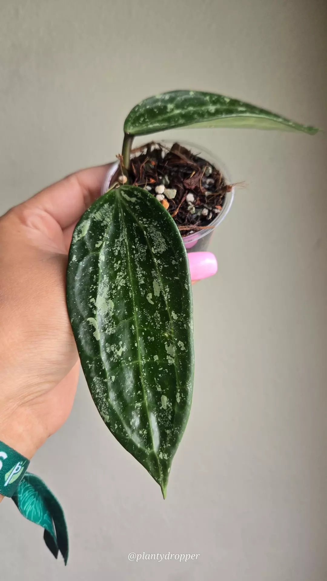 Hoya Latifolia 'West Java' #D 3484 thumbnail