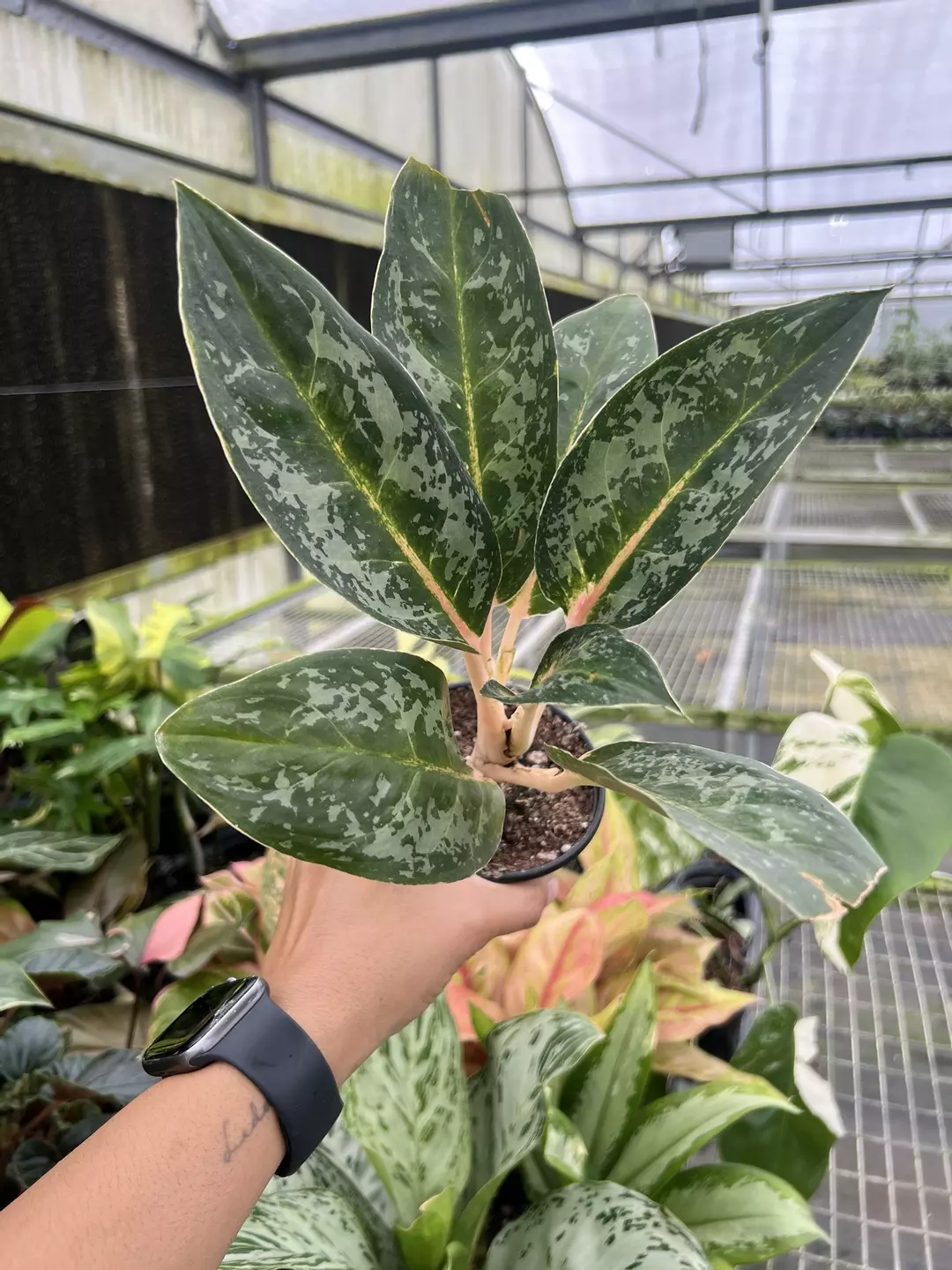 4” Aglaonema Indian Queen - Exact Plant🌱 thumbnail