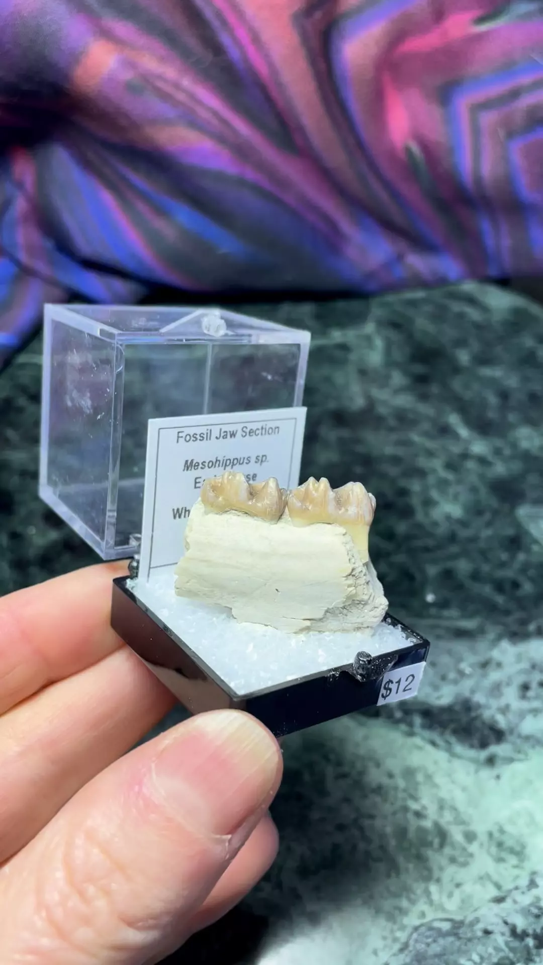Fossilized Horse tooth thumbnail