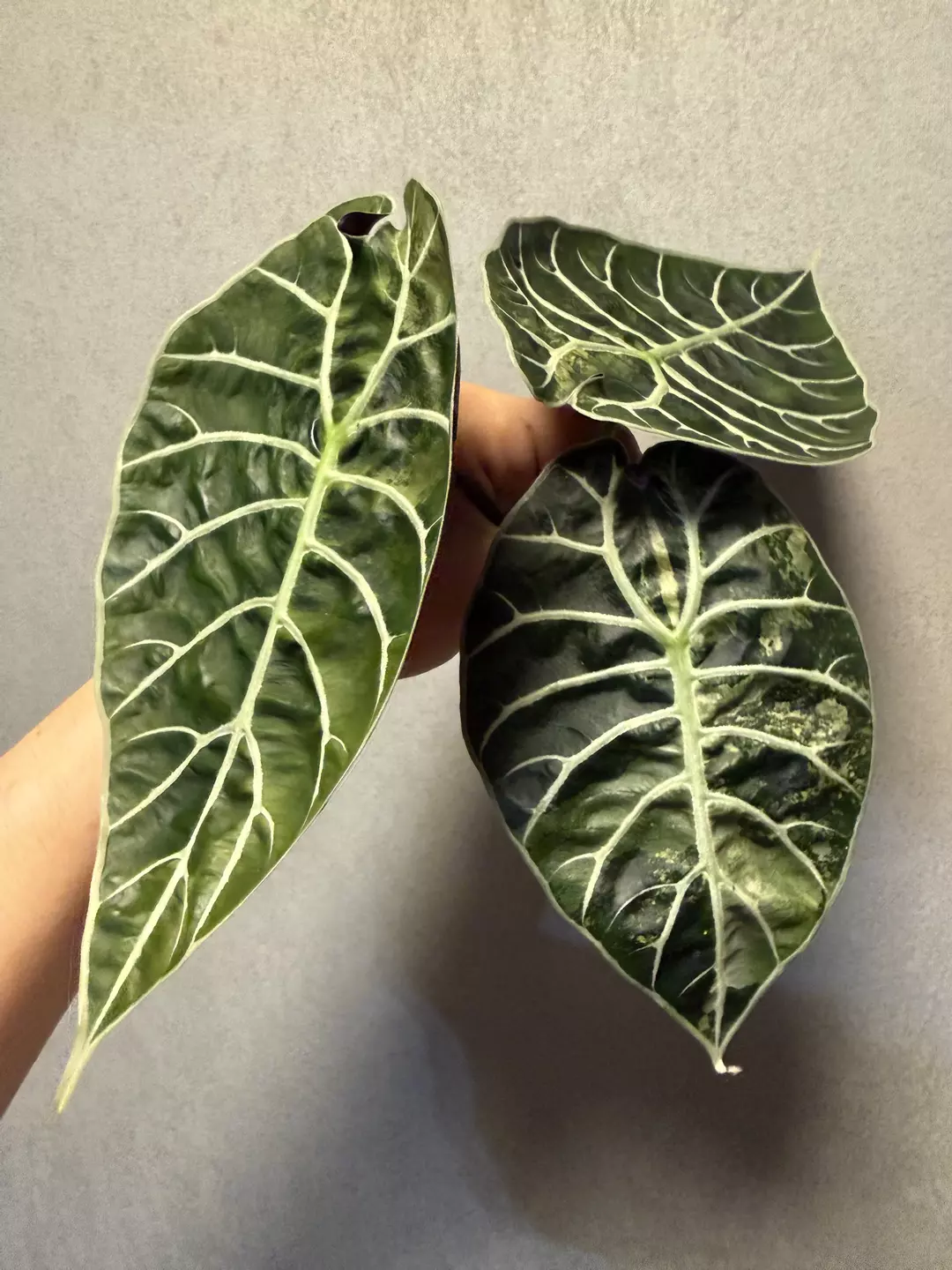 CORM-Alocasia Watsoniana Doff Tricolor thumbnail