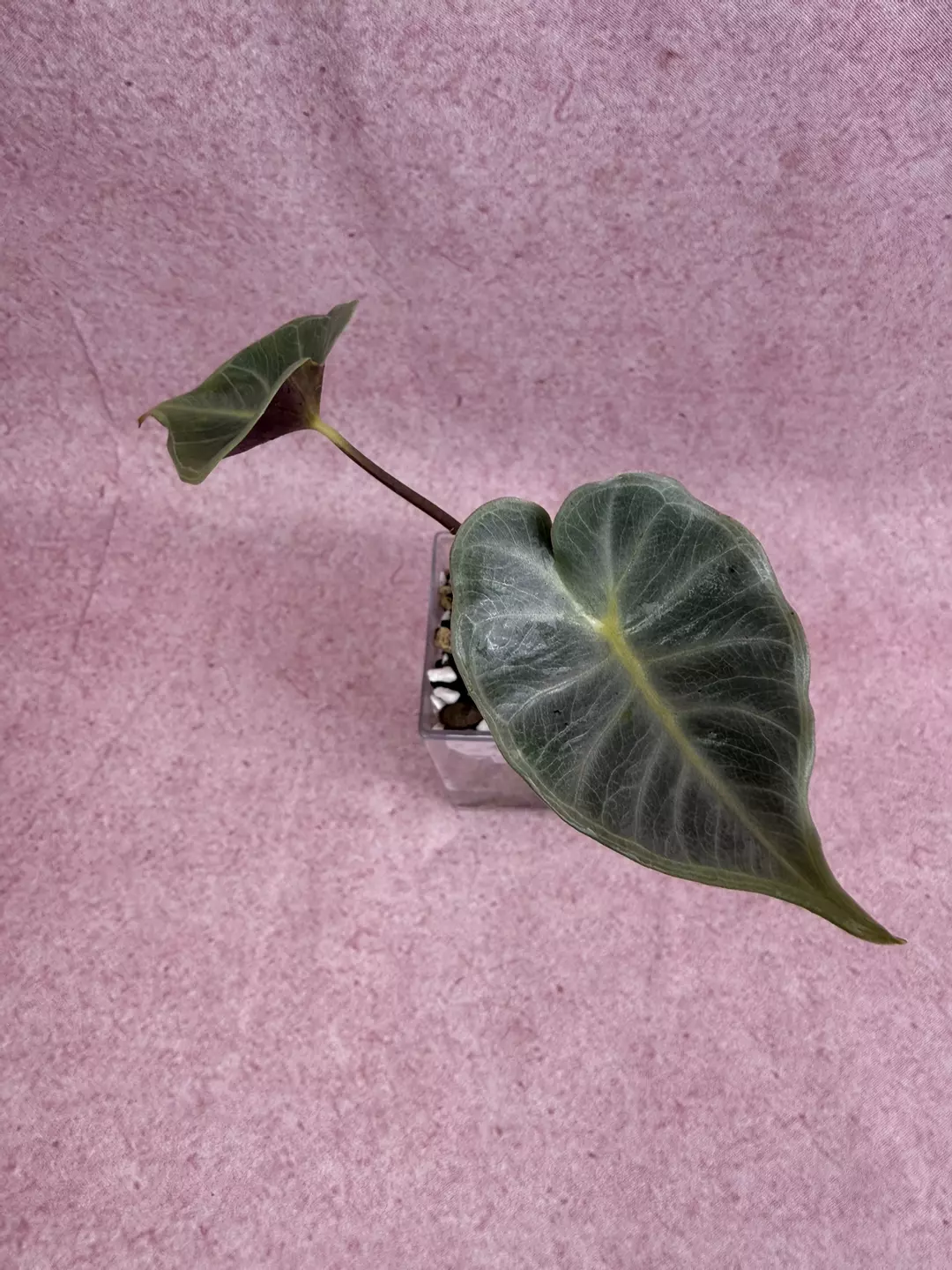Alocasia Crystal *NEW CULTIVAR* thumbnail