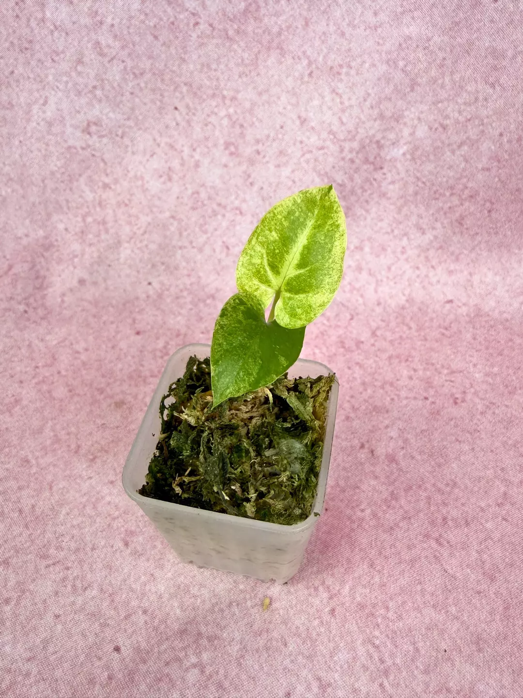 Syngonium batik thumbnail