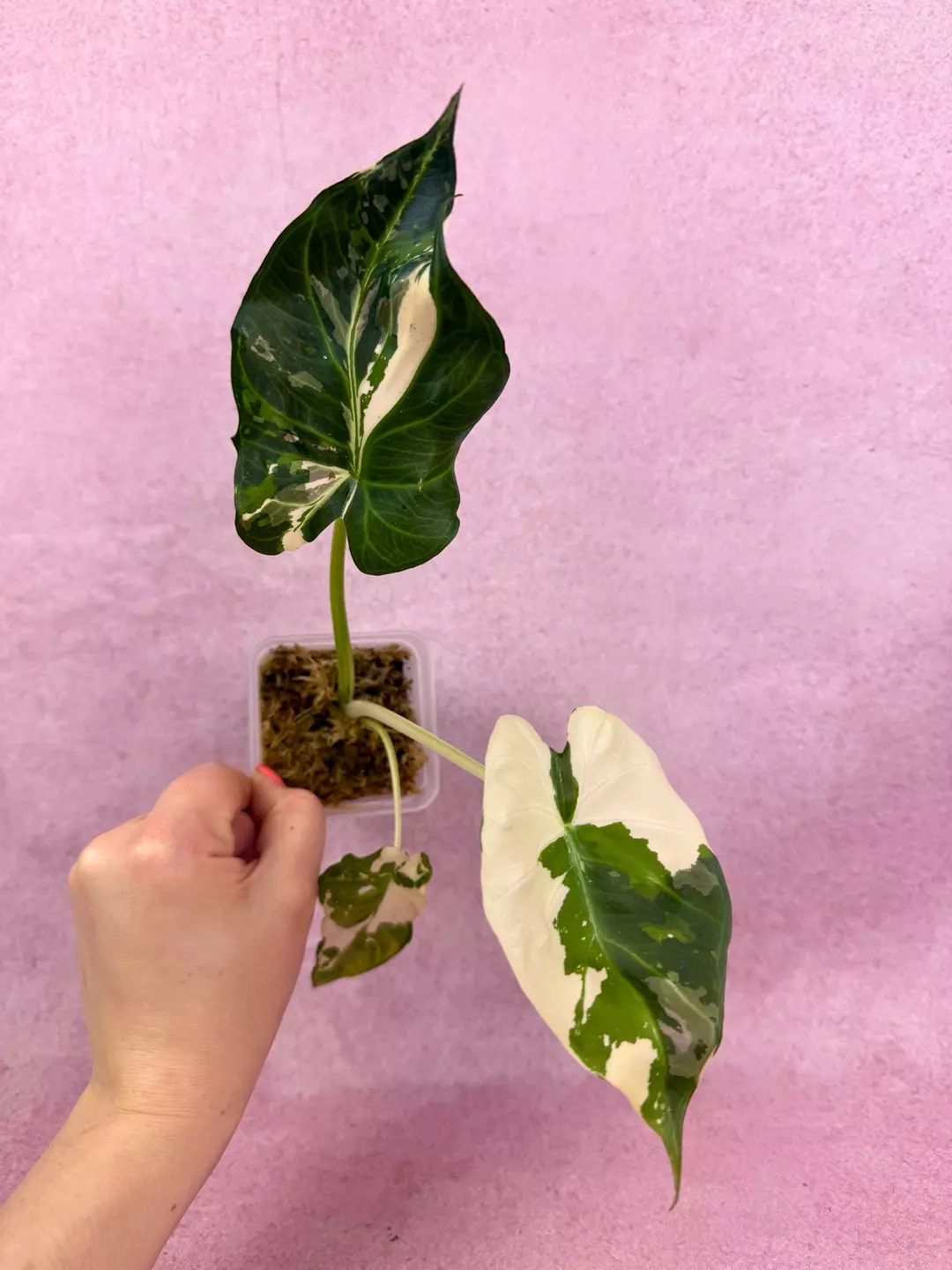 Alocasia regal shield albo mutation thumbnail