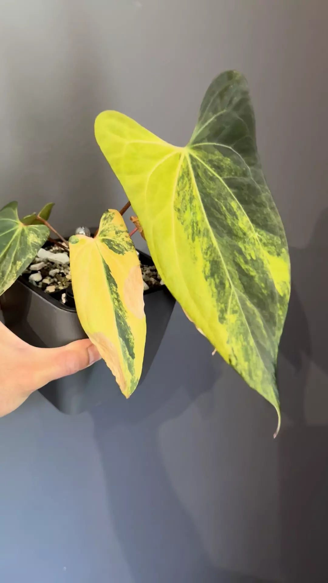Variegated Anthurium Indo Portialle X Magnificum thumbnail