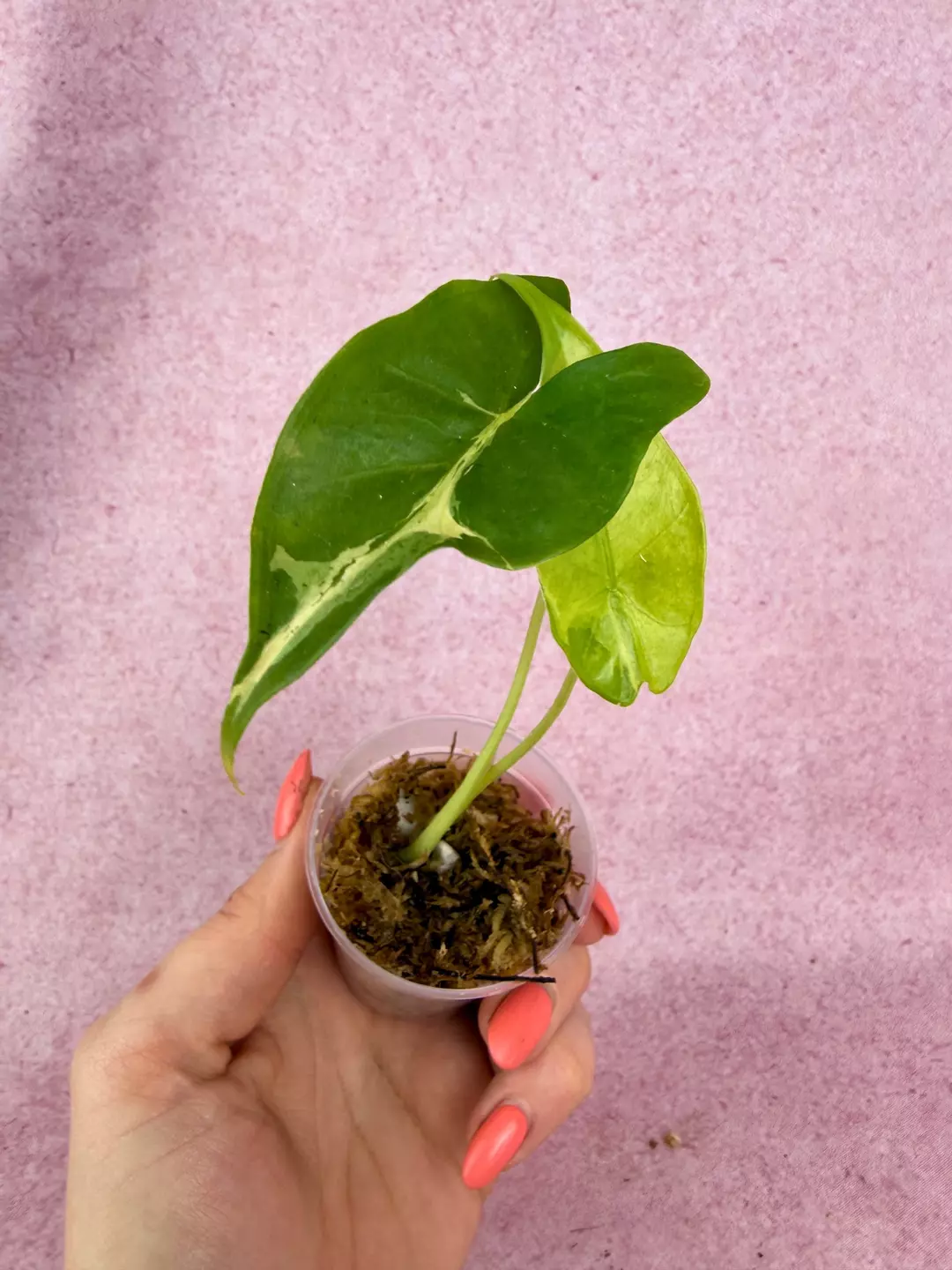 Alocasia Longiloba lava mint thumbnail