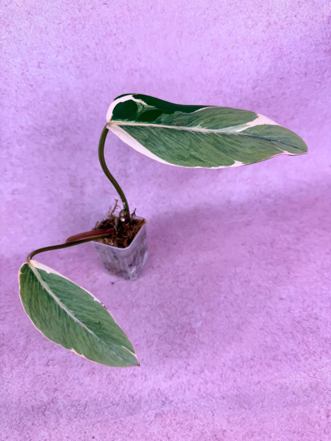 Philodendron shady lady thumbnail
