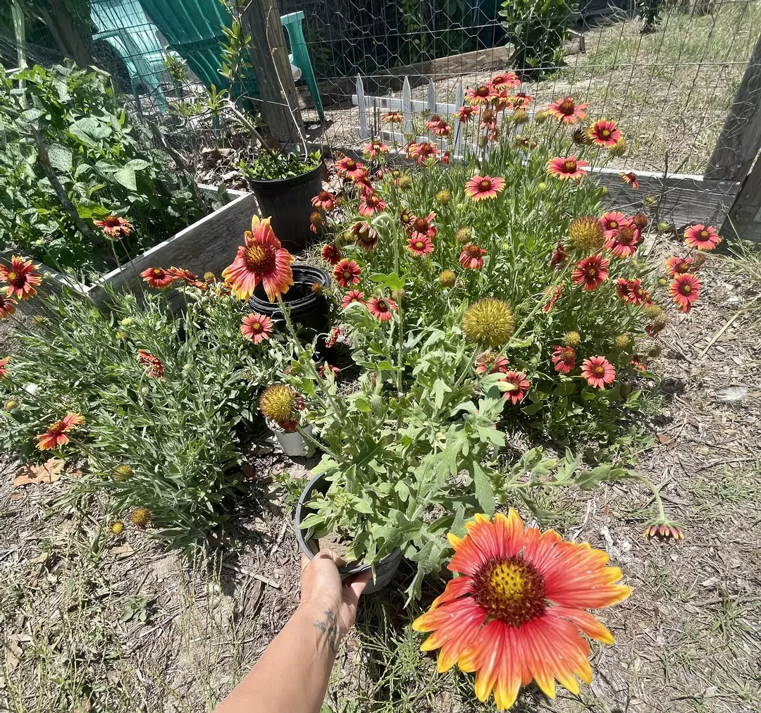 🌼 Indian Blanket Flower (Gaillardia) thumbnail