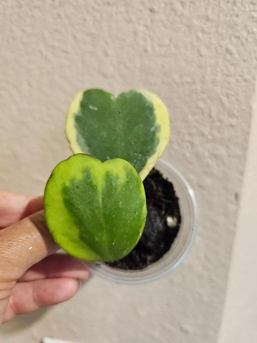 Hoya Kerrii variegated thumbnail