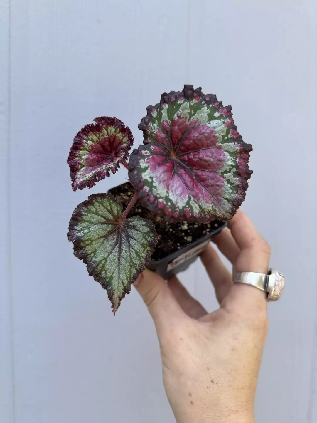 Rex begonia NOID thumbnail