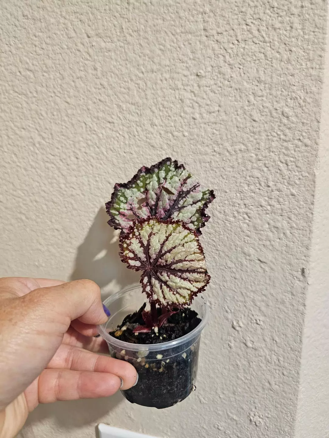 Begonia "Europa" thumbnail