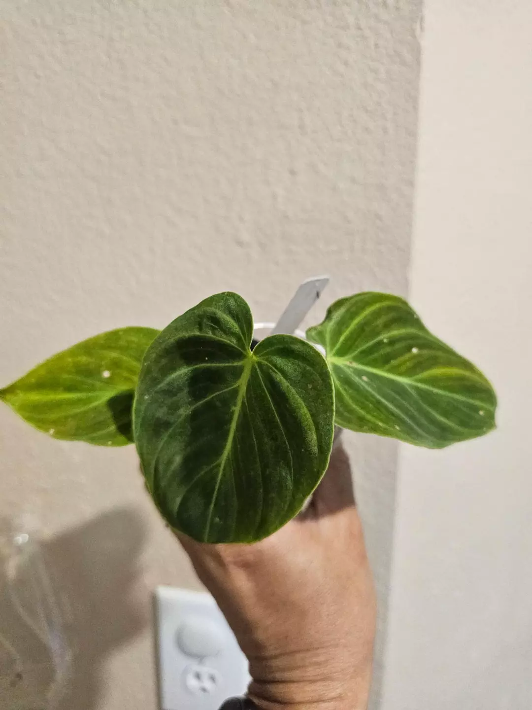 Splendid philodendron thumbnail